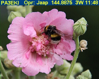 PA3EKI: 2025-06-03 de PI1DFT