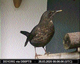 DO1ORG: 2025032809 de PI1DFT