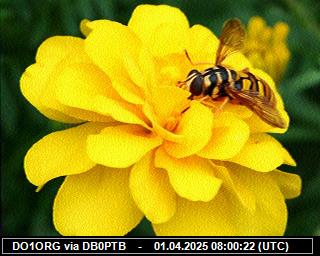 DO1ORG: 2025040110 de PI1DFT