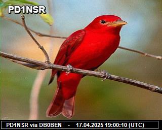 PD1NSR: 2025041721 de PI1DFT